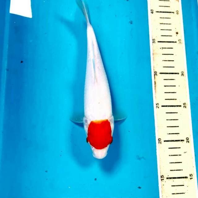 Tancho Kohaku, 24 cm