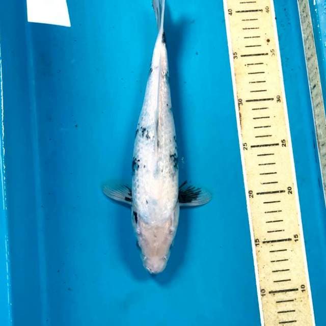Tategoi Shiro Ginrin, 30 cm