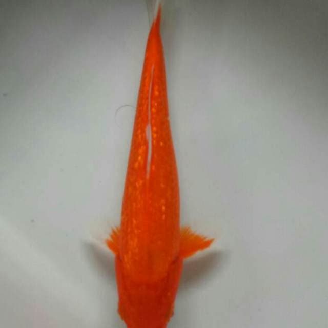 Benigoi ginrin