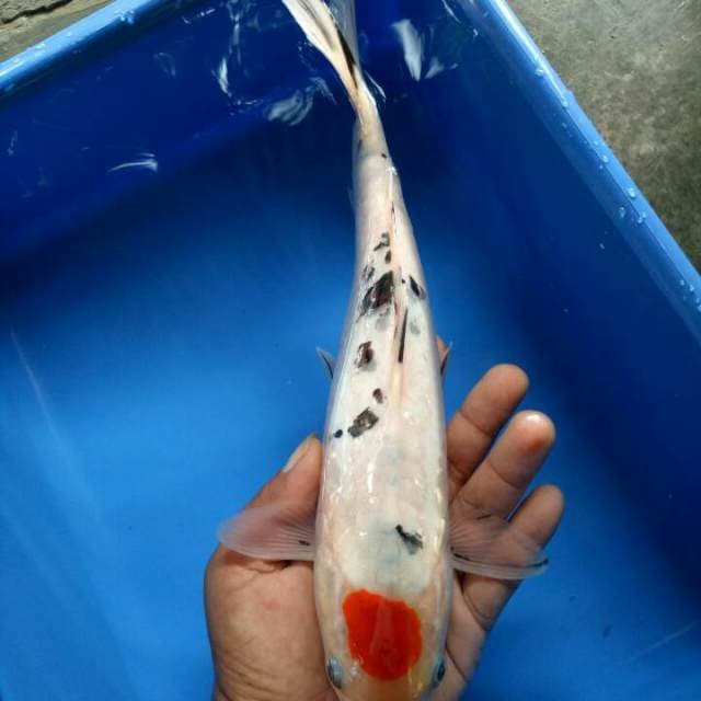 Tancho sanke 31cm