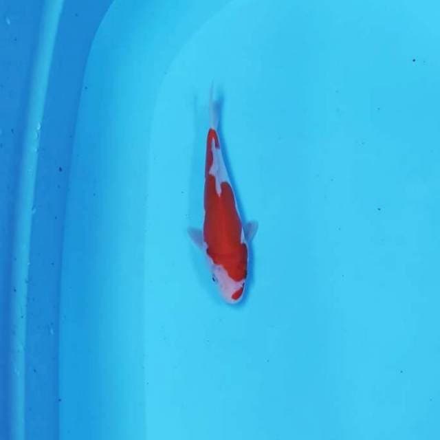 KOHAKU DOITSU 