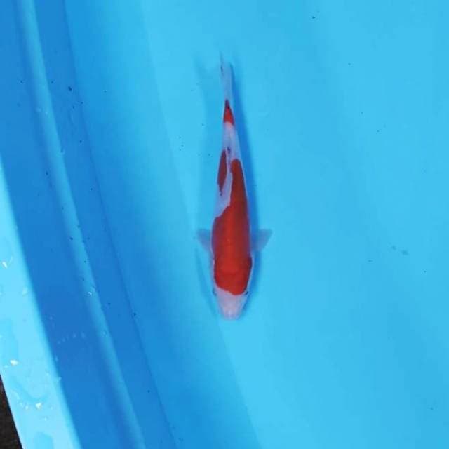 KOHAKU STEP 2