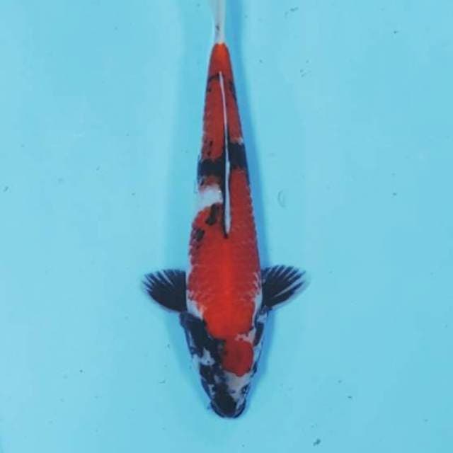 KIWA 9 - HI SHOWA
