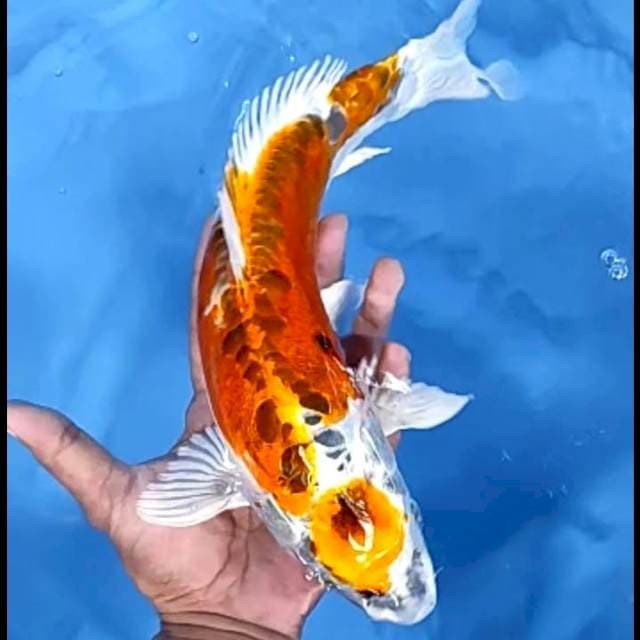 2. Kikorkuryu || 35 cm