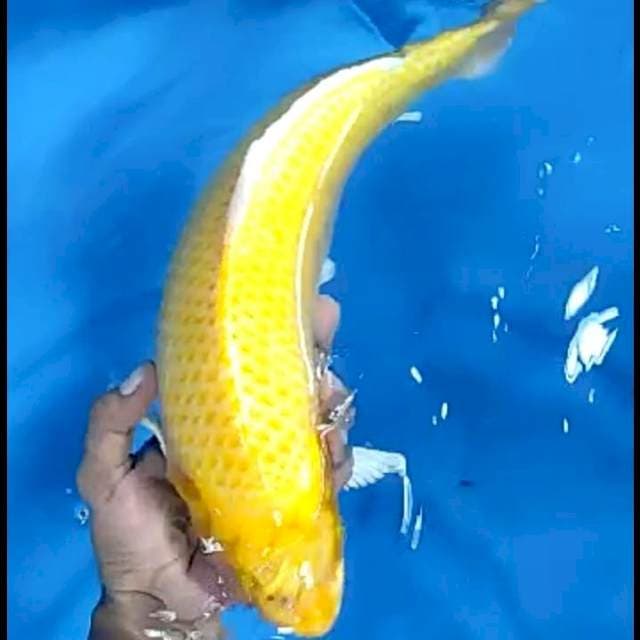 4. Ogon Bodi Super || 39 cm