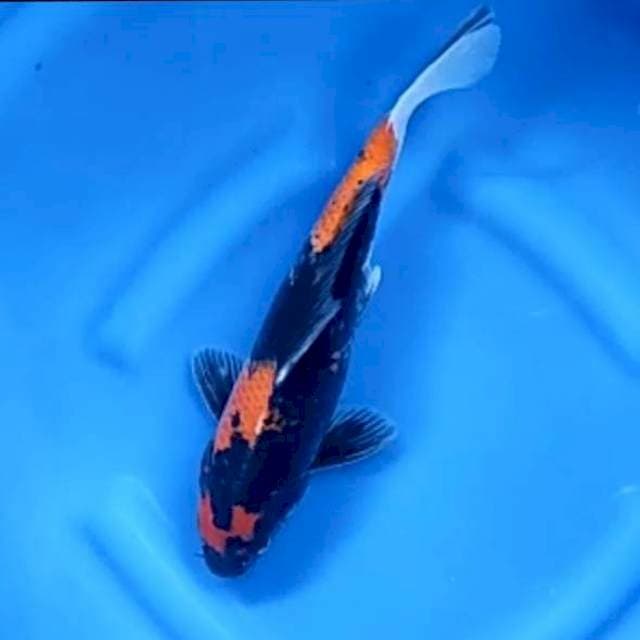 9. Showa || 32 cm || Jantan