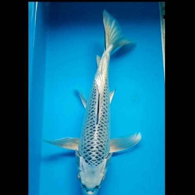 GIN MATSUBA KUMPAY PUNUK 30 Cm