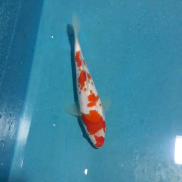 A 01# Kohaku Sakura 20cm