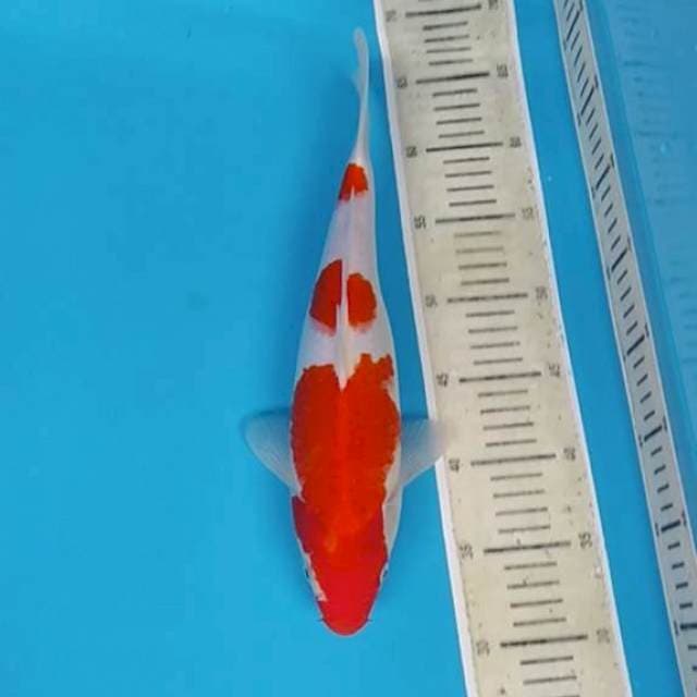 Kohaku ~35