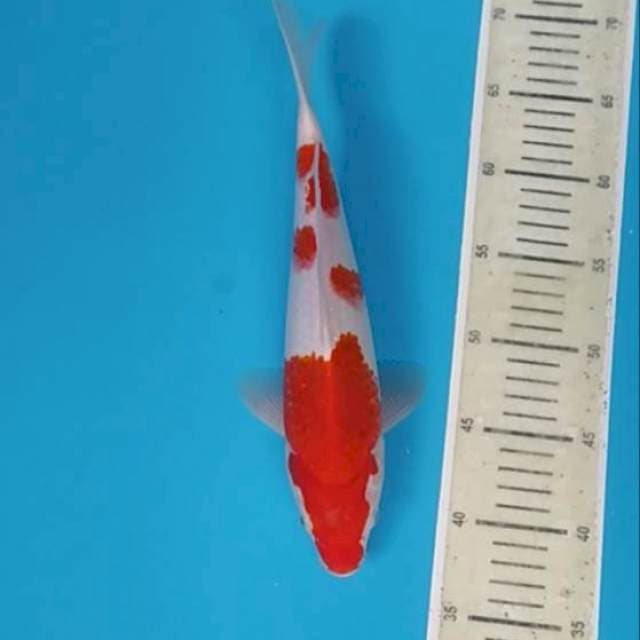 Kohaku ~32