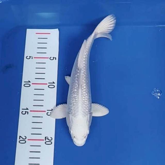 Platinun Ginrin ~25
