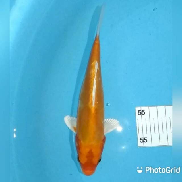 21cm