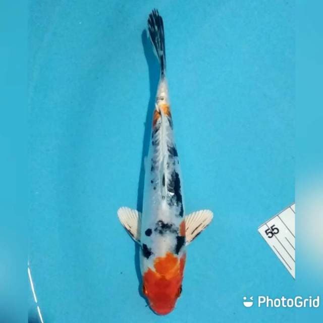 21cm