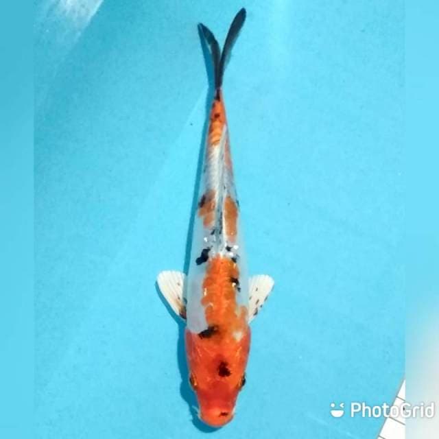 20cm