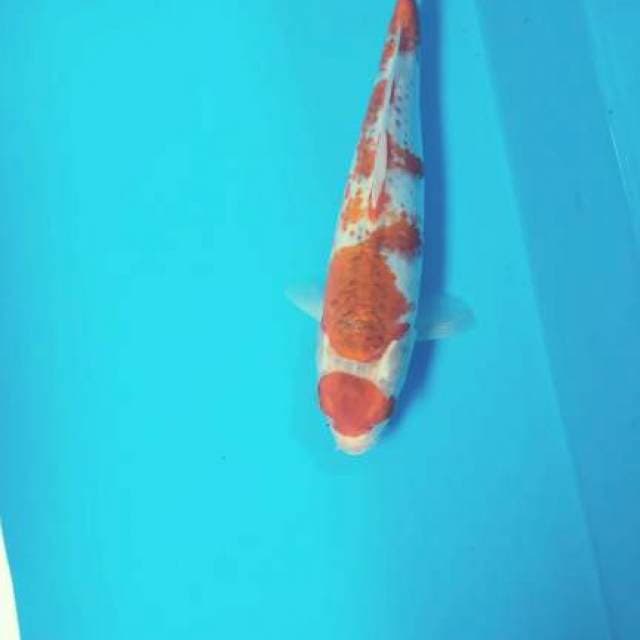 Maruten gosiki 30 cm ori