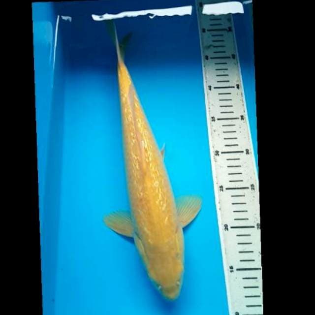 KARASHI GINRIN JUMBO 39 Cm, JANTAN