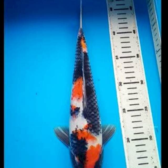SHOWA PUNUK 33 Cm, JANTAN