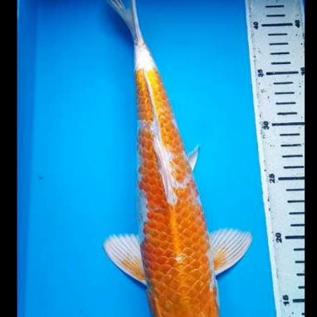 HARIWAKE GINRIN 37 Cm, JANTAN
