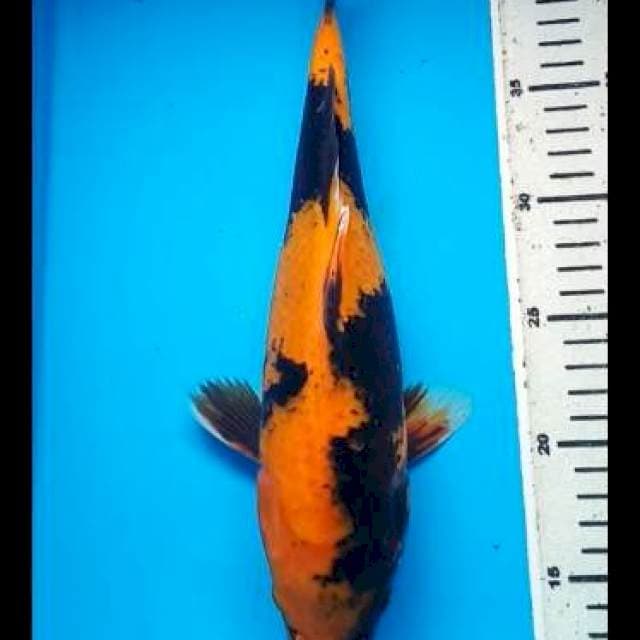 KIN UTSURI PUNUK 32 Cm