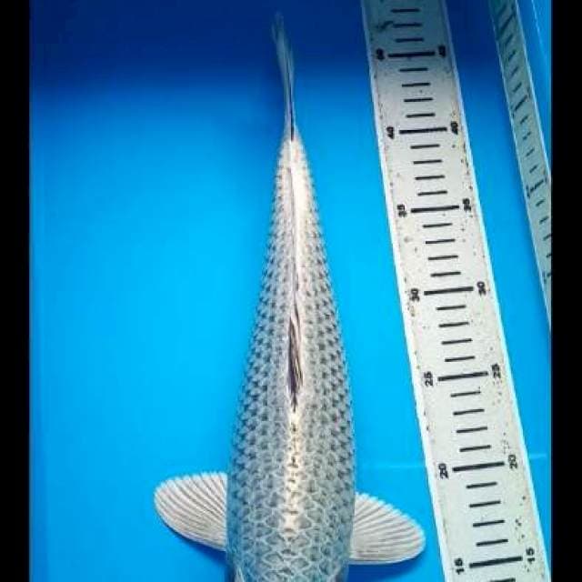 JUMBO MUKASHI PUNUK 37 Cm