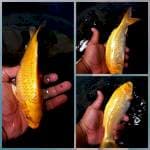 Ogon body bagus. 20 cm mulai munuk