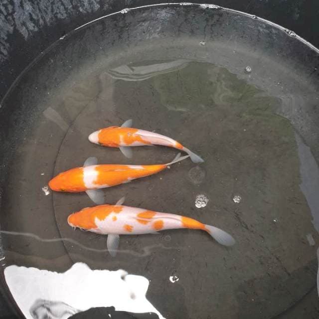 Trio gembira