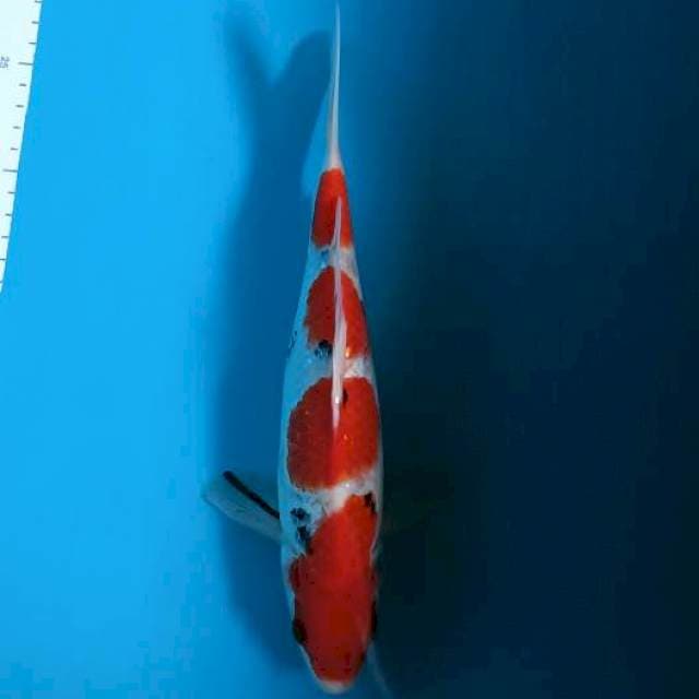 Super red Sanke HQ 