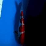Super red Sanke HQ 
