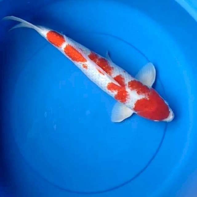 Pejantan 48 cm