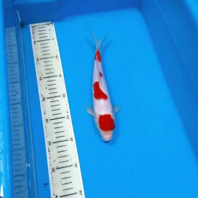 Male kohaku maruten merah pekat