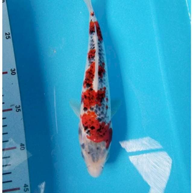 Goshiki 25cm