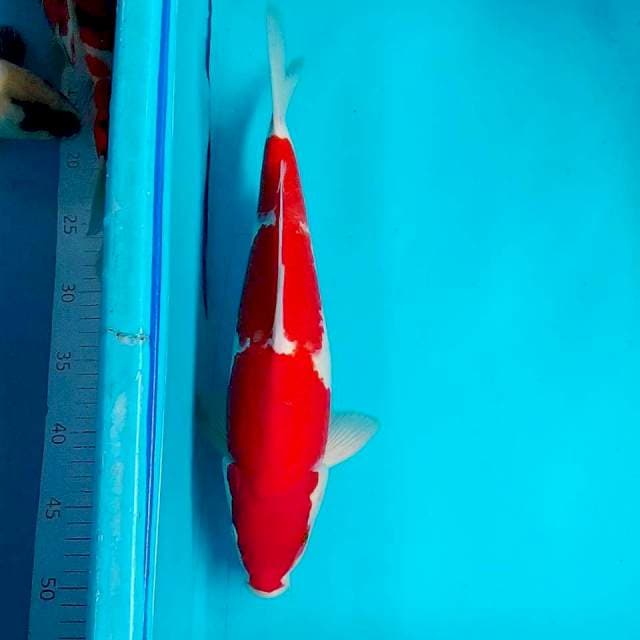 Kohaku 35cm male