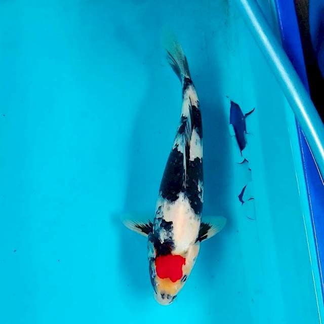 ori Tancho Showa 28cm Male