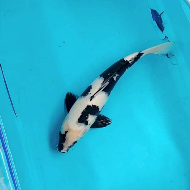 Shiro Utsuri 32cm Male