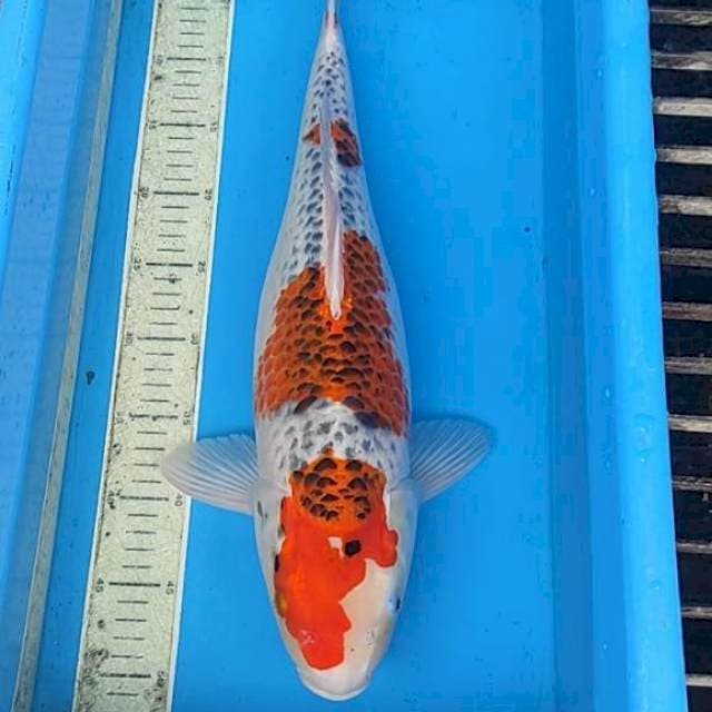 Kojaku 52cm