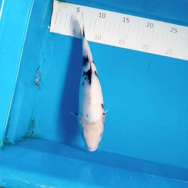 Shiro 26 cm  female
