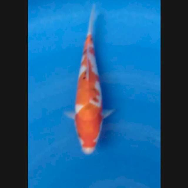 Inazuma sanke original 25 cm M
