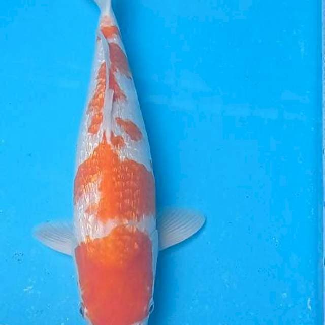 Kohaku ginrin 44 cm