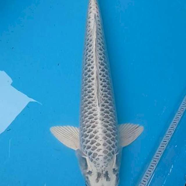 Jumbo Kin Mukasi 50cm Jntn
