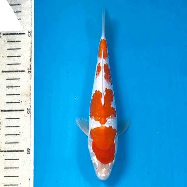 Kohaku, 21 cm