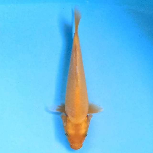 Ogon 19 cm