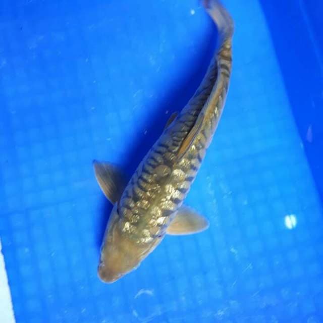 Chagoi Sisik naga Ginrin