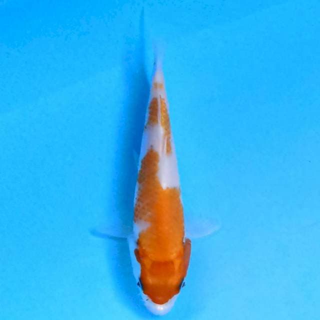 Kohaku 14 cm