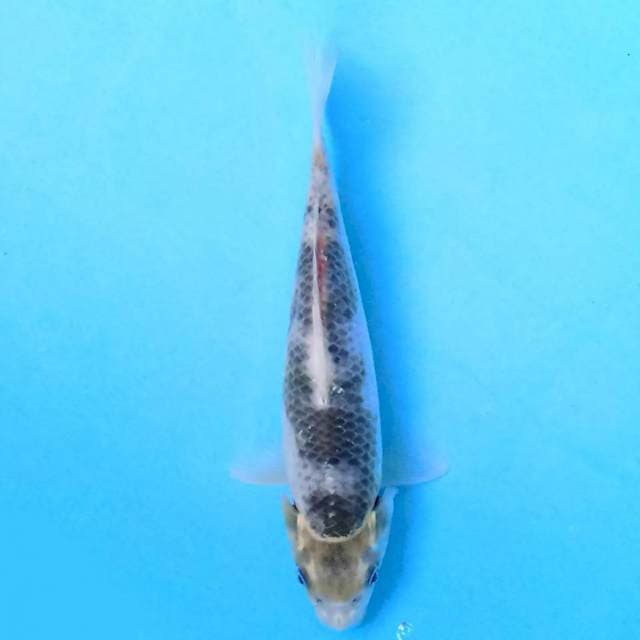 Kawarimono 19 cm