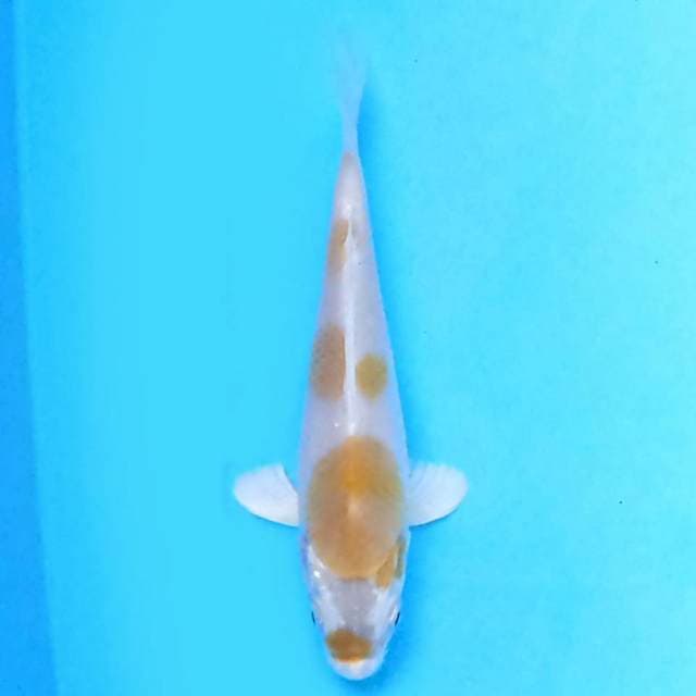 Hariwake 14 cm