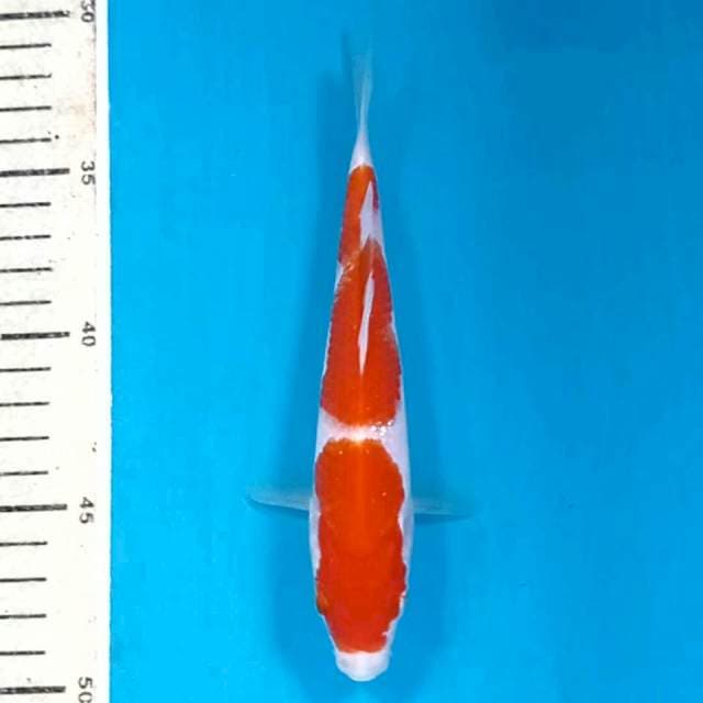 Kohaku, 18 cm