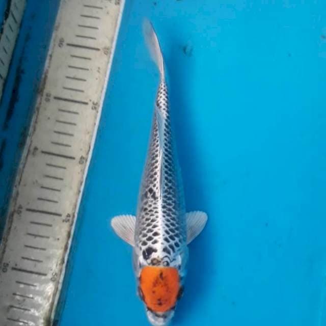 Tancho kujaku 25 cm