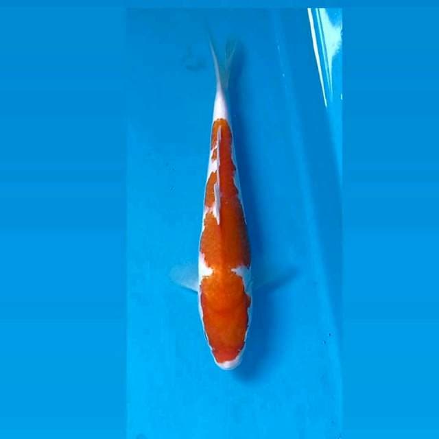 Kohaku, 21 cm