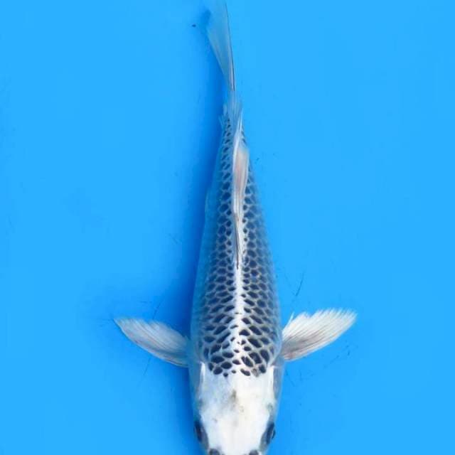Ginmatshuba 27 cm