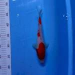 Kohaku 25cm